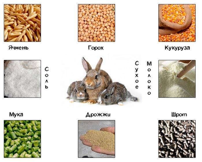 Каким зерном лучше кормить кроликов?