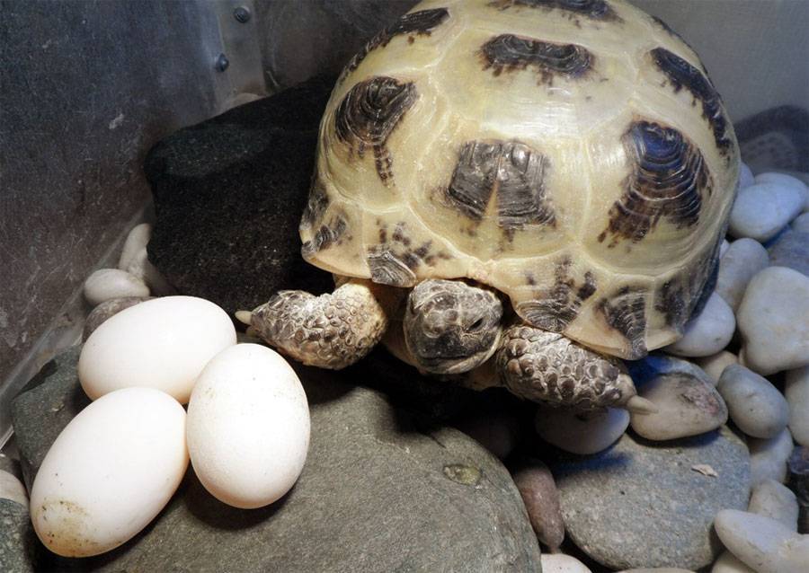 Размножение красноухих черепах