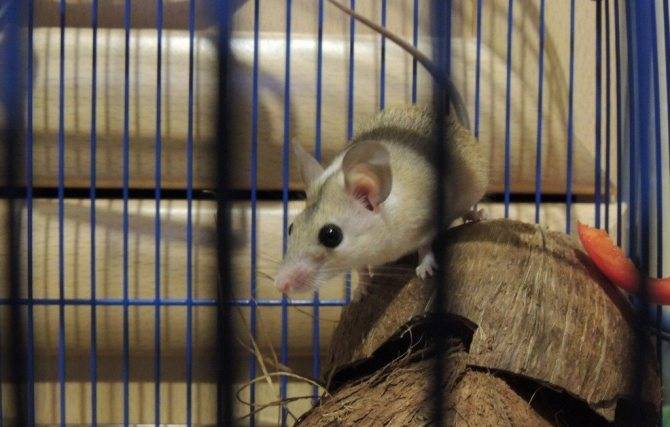 Иглистая мышь: содержание в домашних условиях