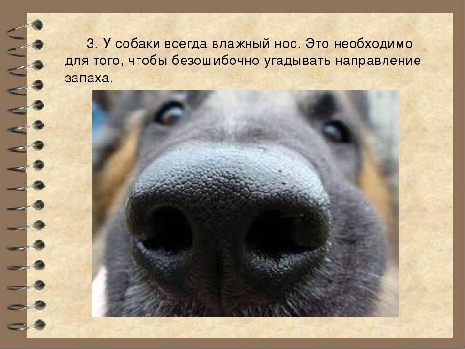 14 причин, почему собака не пьет воду: что делать, холодный нос, вялая и лежит - kotiko.ru