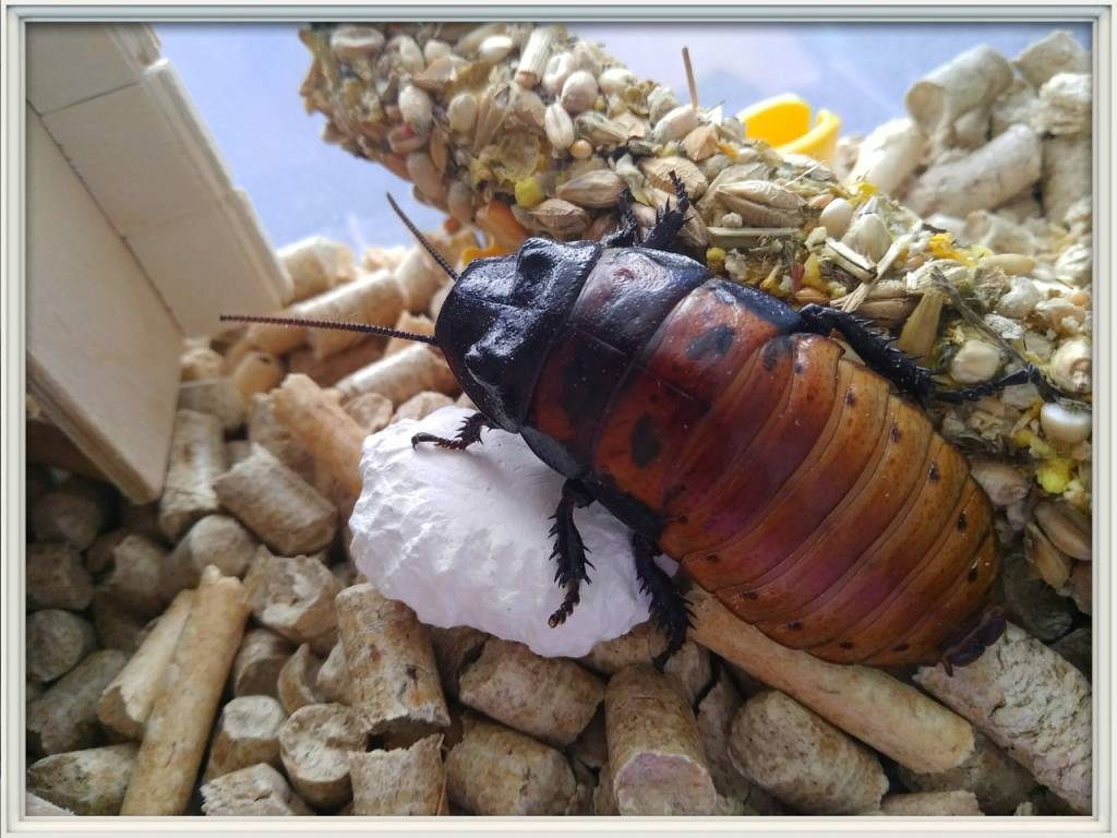 Мадагаскарский таракан мерзость или любимый питомец