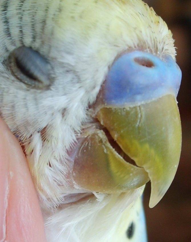 Волнистые попугаи - болезни и лечение