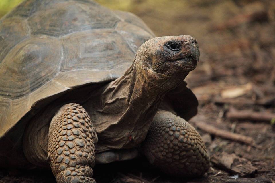 Каймановая черепаха, или кусающаяся черепаха | мир животных и растений