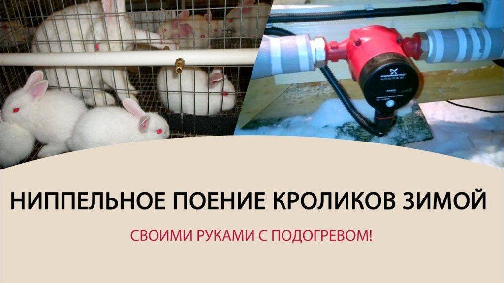 Поилка для кроликов: виды и изготовление
