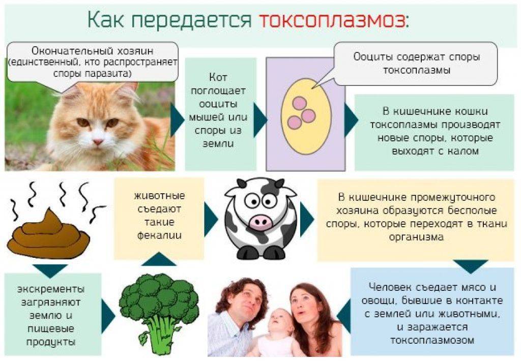 Токсоплазмоз у кошек и человека