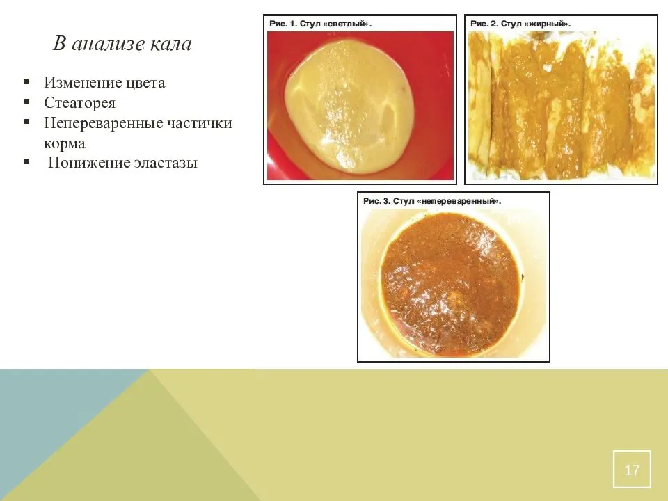Все, что вы хотели знать о собачьем кале
