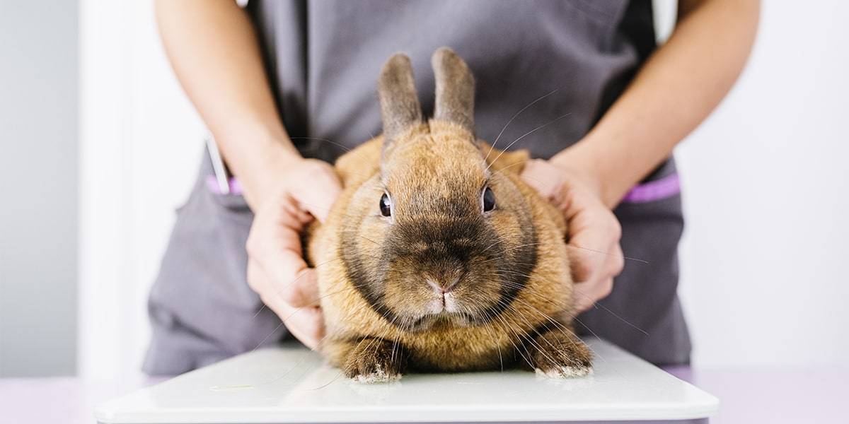 Распространённые болезни декоративных кроликов и их лечение | блог ветклиники "беланта"