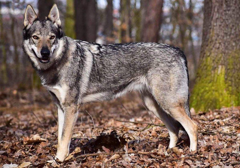 Пермские ученые выводят уникальные гибриды волка и собаки