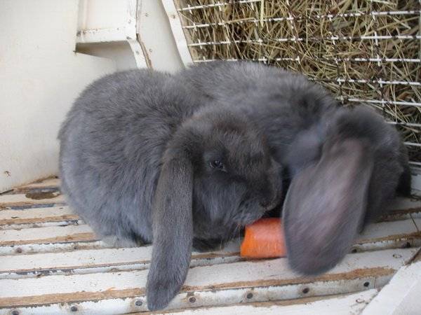 Порода кроликов французский баран: характеристика, содержание, разведение, цена, отзывы, фото