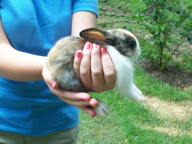 Как приручить кролика к рукам