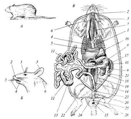 Анатомия хомяка и особенности тела и скелета