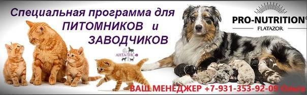 Как начать разводить кошек и стать успешным заводчиком, с чего начинать бизнес по разведению котят? - kotiko.ru
