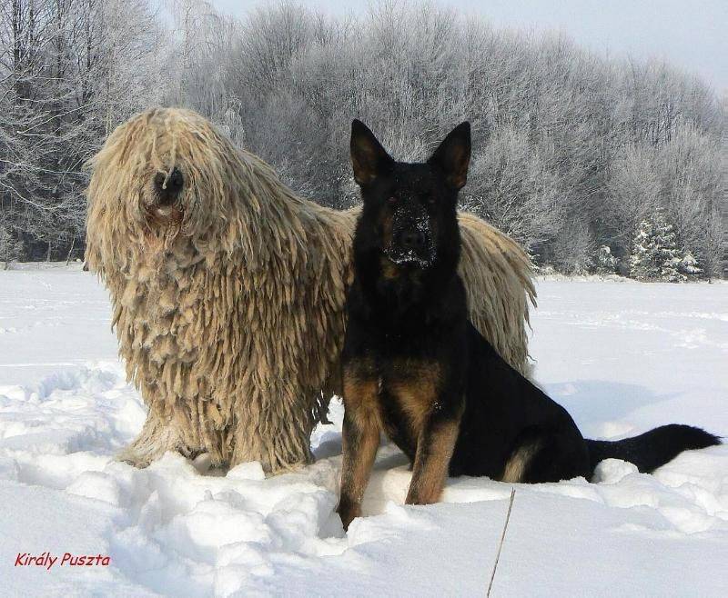 Венгерские овчарки (комондоры) — лучшие в мире охранники с дредами