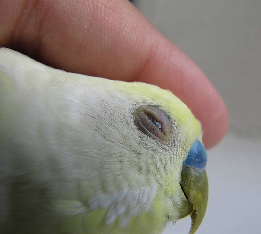 Аспергиллез у попугаев и других птиц