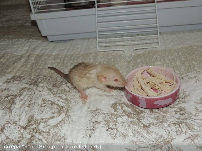 Как отучить домашнюю крысу кусаться: инструкция