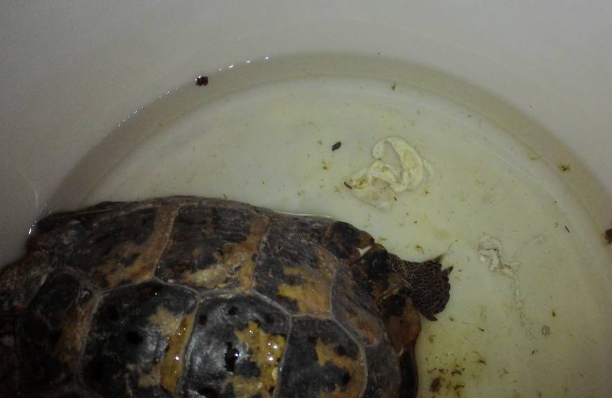 Как купать и мыть сухопутную черепаху (среднеазиатскую) в домашних условиях