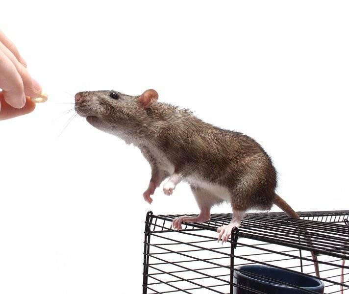 Как выбрать и обустроить клетку для домашней крысы