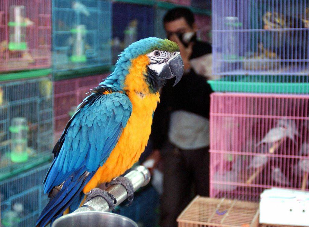 Сколько стоят попугаи и что влияет на их стоимость