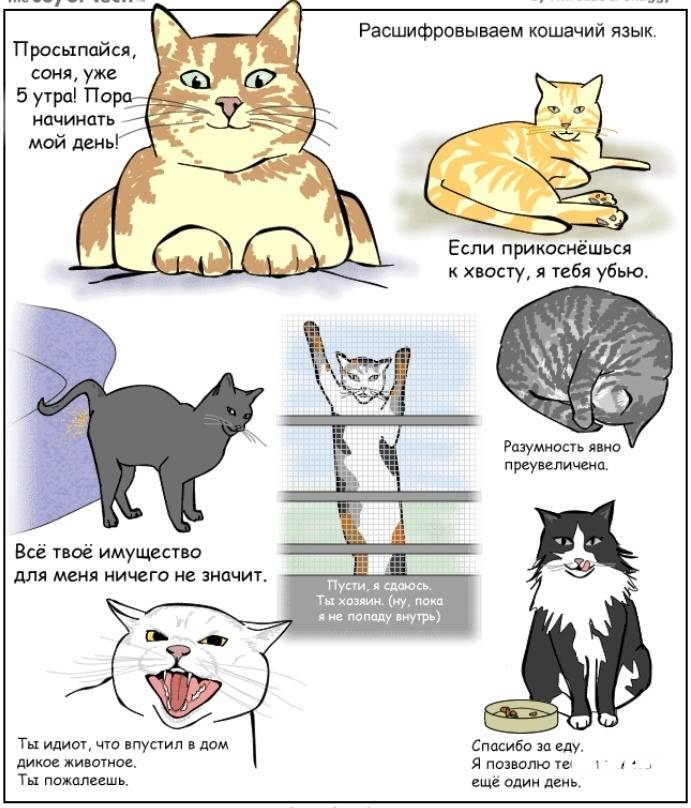 Язык кошки – pet-mir.ru