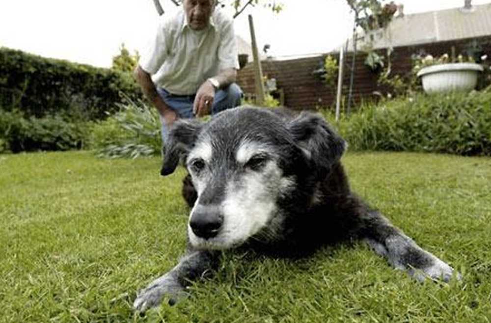 Собаки, которые живут дольше всех: топ 10 пород