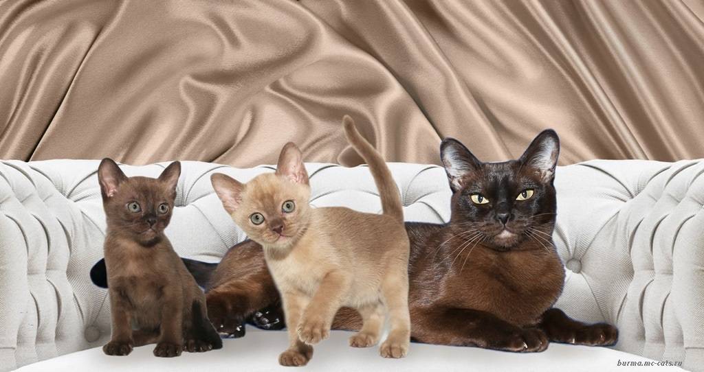 Описание бурманской кошки с фото: особенности породы, характер, рекомендации по уходу