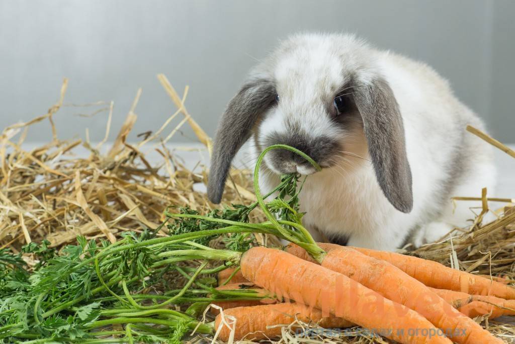 Можно ли кроликам морковь — в чём польза и вред, как часто давать