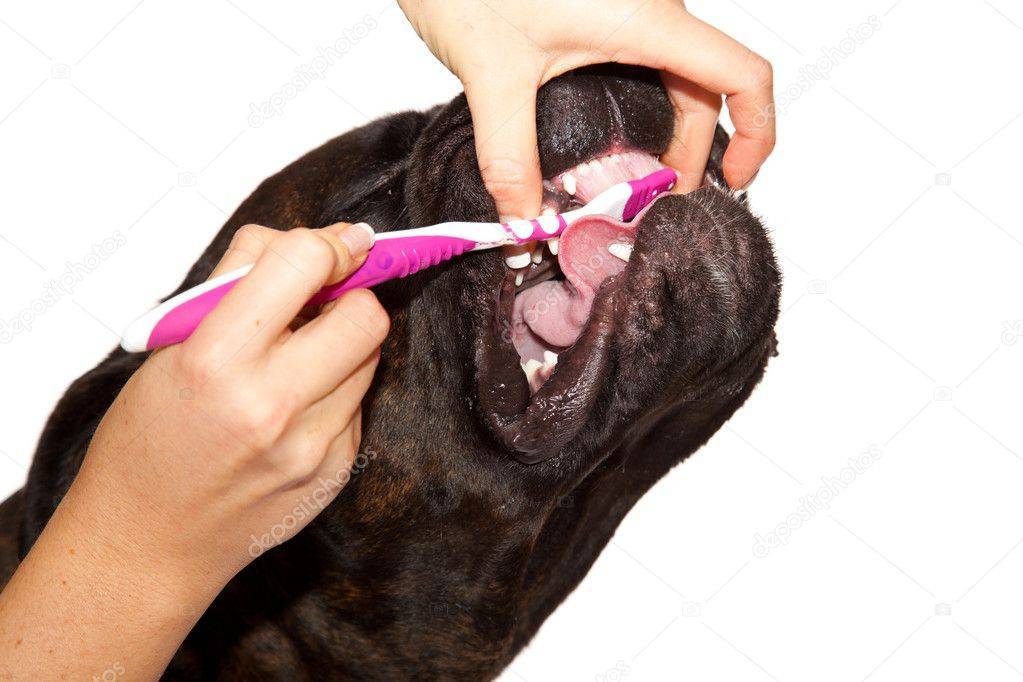 Как чистить уши собаке - как часто, перекисью водорода, хлоргексидином