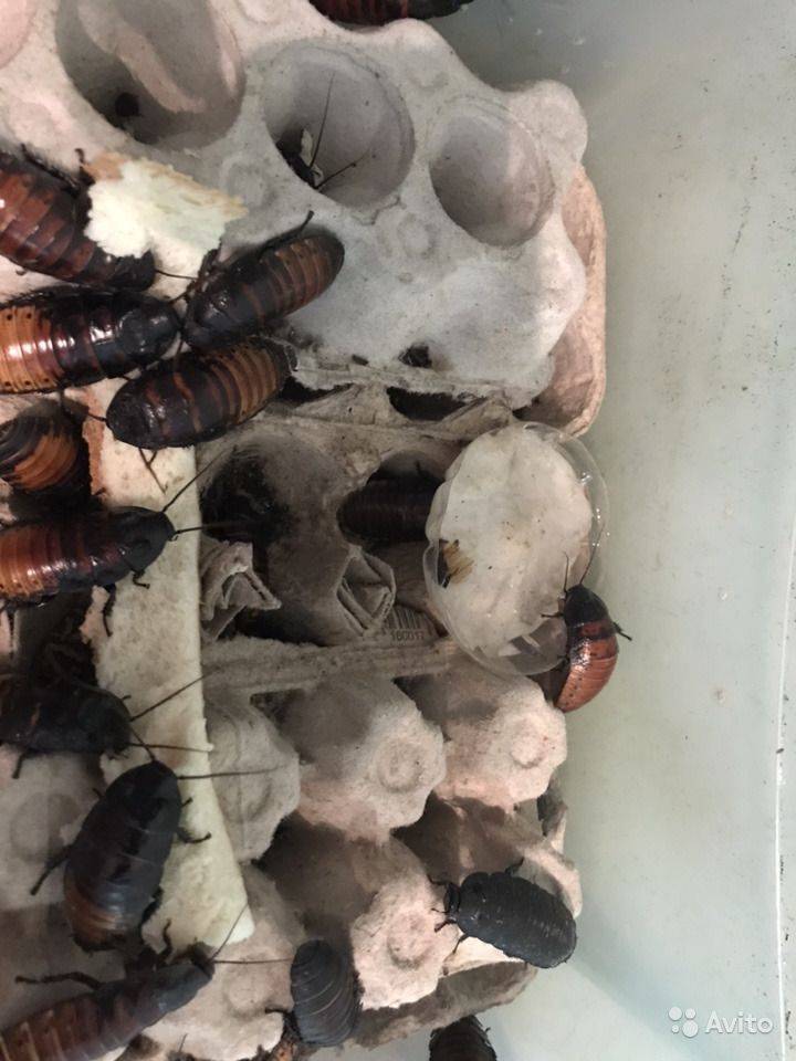 ❶ мадагаскарский таракан (gromphadorhina portentosa) – щипящий, сколько лет живут, чем кормить, содержание в домашних условиях