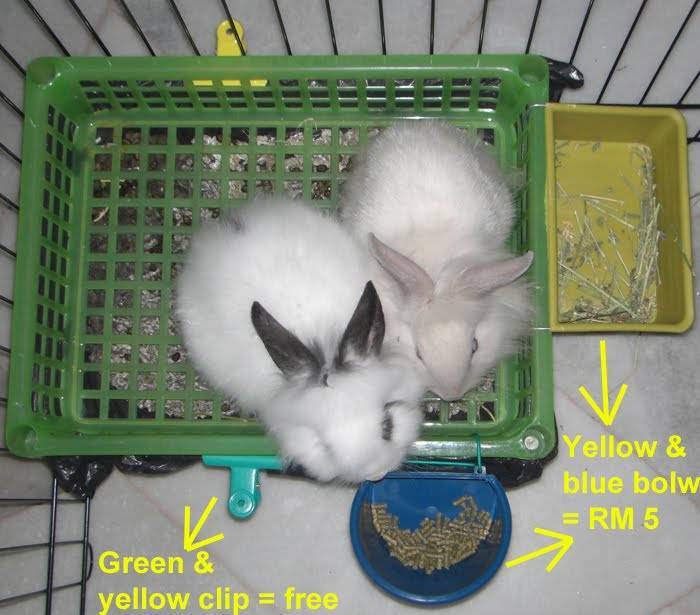 Как приучить кролика к лотку: подбор емкости, методика, рекомендации специалистов