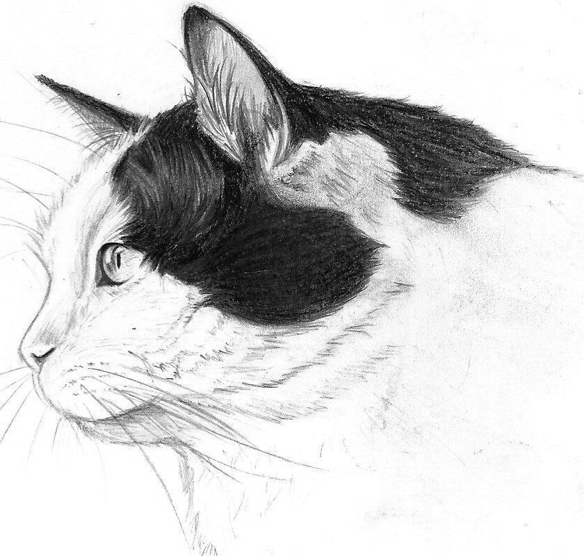 Морда кошки - рисунок карандашом, трафарет, фото, в профиль