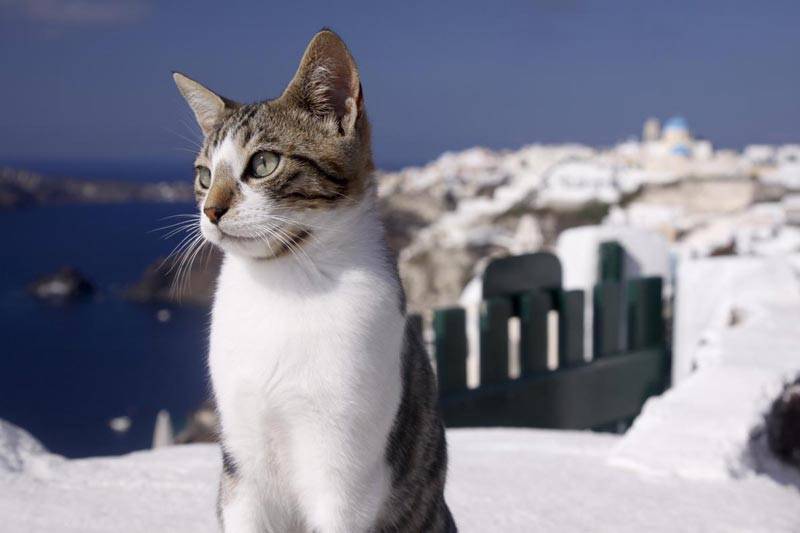 Эгейская кошка: описание породы, фото, история происхождения, характер и поведение