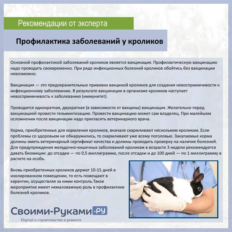Прививки кроликам какие и когда делать, вакцина от миксоматоза и вгбк инструкция - kotiko.ru