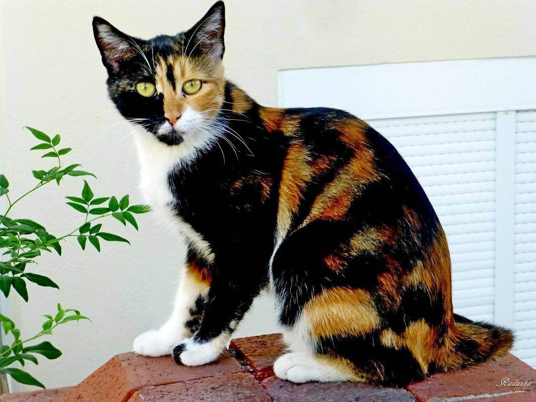 Приметы и суеверия о трёхцветных кошках