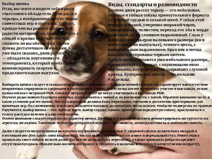 Пуми: характеристики породы собаки, фото, характер, правила ухода и содержания