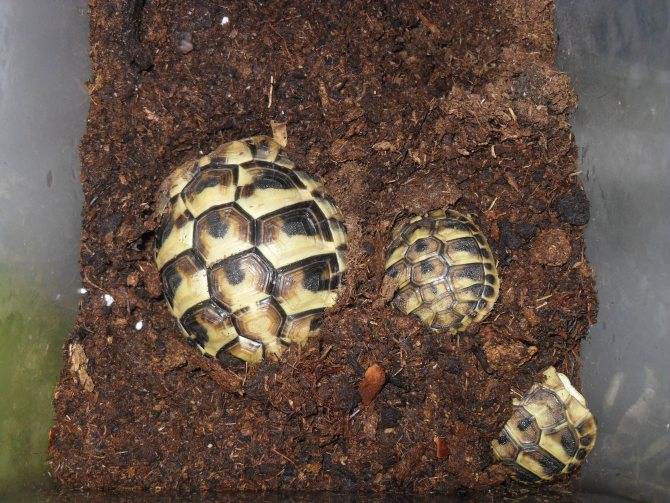 Как и сколько спят красноухие черепахи в домашних условиях?