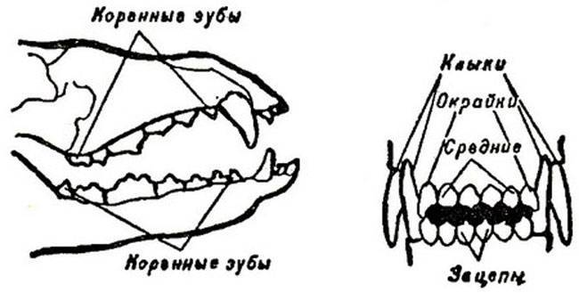 Сколько зубов у собаки