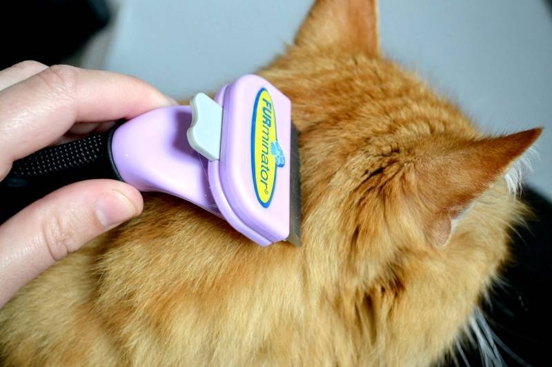 Фурминатор для кошек и котов: что это, как выбрать и пользоваться