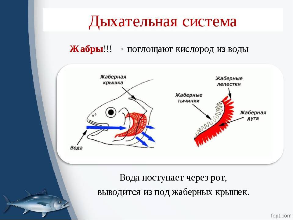 Аксолотль - axolotl - xcv.wiki