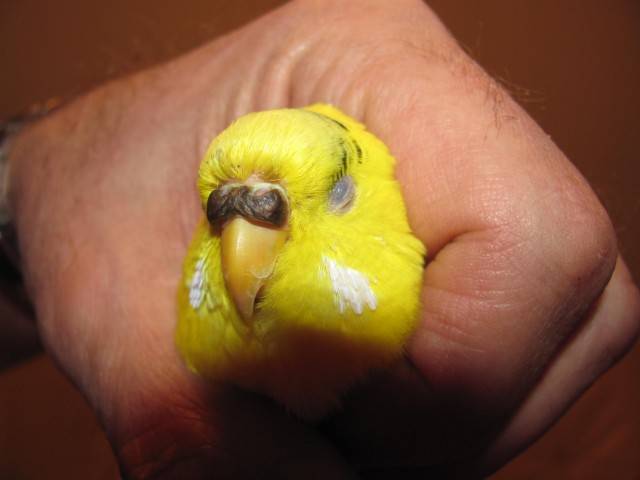 Болезни восковицы у волнистого попугая: сухая, нарост, шелушится, потемнела