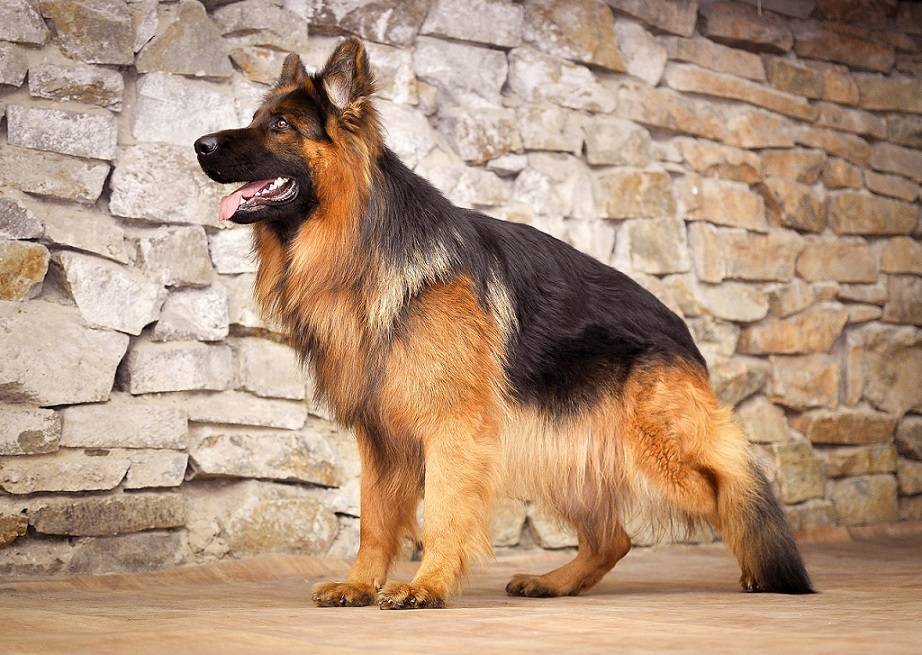 Немецкая длинношёрстная овчарка — описание породы, фото | все о собаках