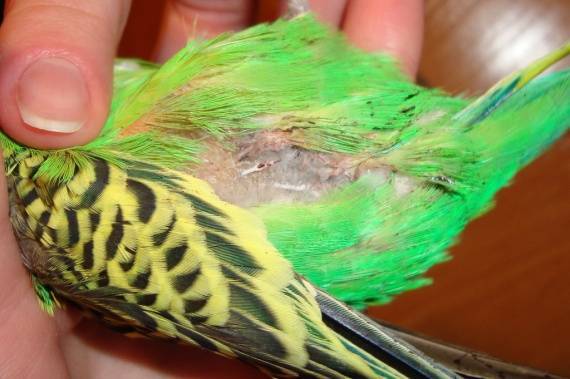 Клещи у попугаев: виды, причины, симптомы, лечение