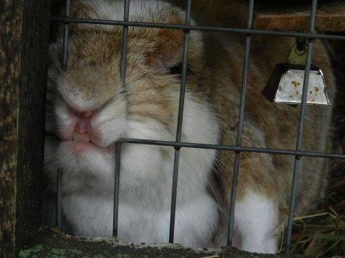 Кролик грызёт деревянную клетку: причины, что делать