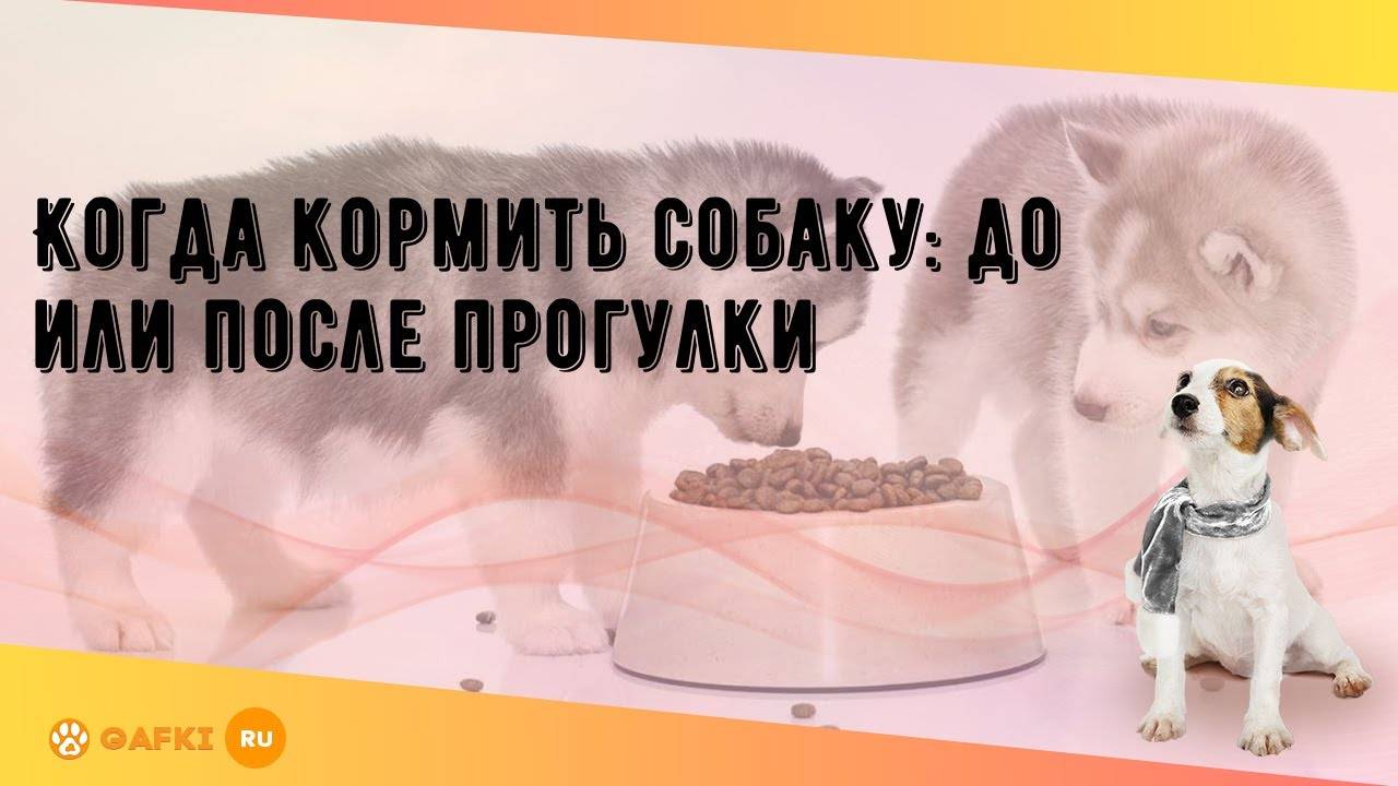 Когда, как и сколько нужно гулять со щенком | petguru