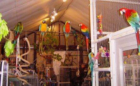 Жили были попугаи. Живые попугаи в интерьере. Дизайн комнаты в которой живёт попугай. Какая клетка нужна для Какаду.