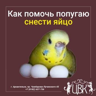 Что делать, если попугай не может снести яйцо и как помочь птице