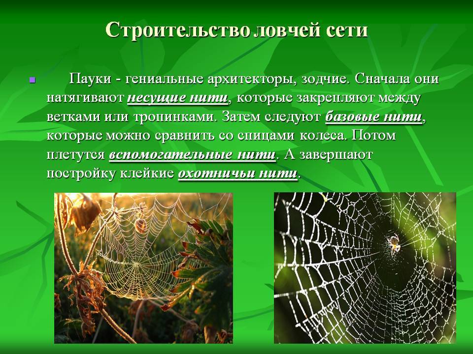 Паутина пауков | энциклопедия домашних животных