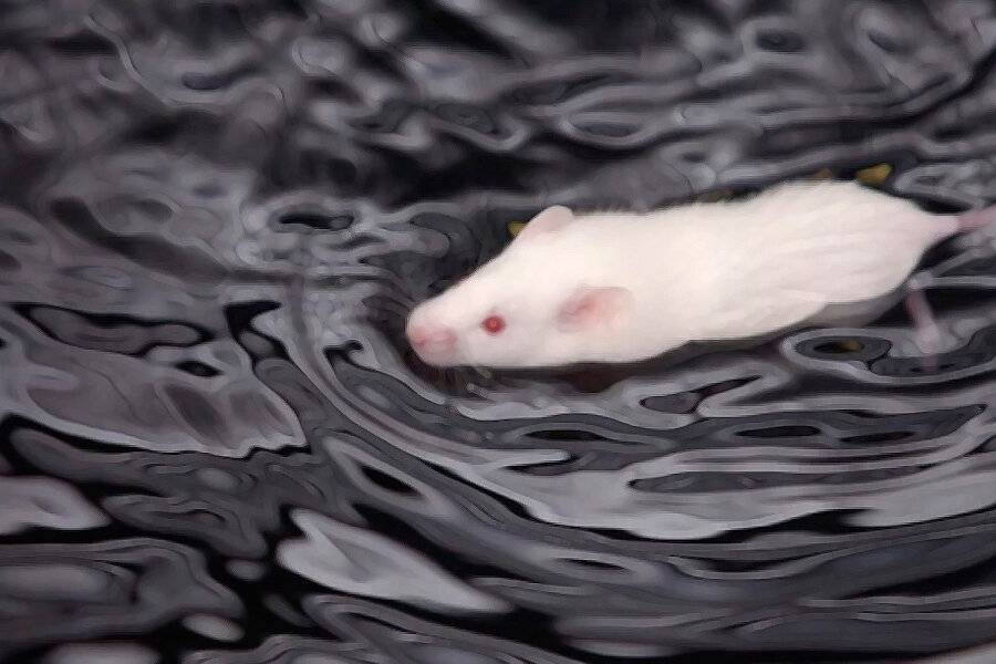 Сколько живут дикие крысы без воды и еды, продолжительность жизни в природе
