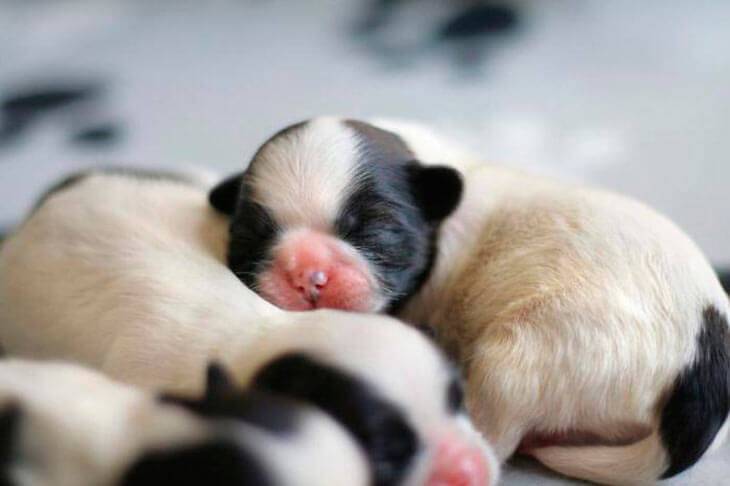Когда у новорожденных щенков открываются глаза?