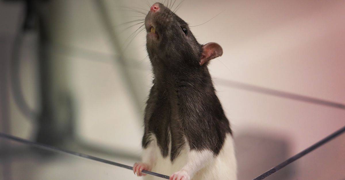 Крыса тяжело дышит, хрипит при дыхании и открывает рот: что делать, если грызун задыхается, плохо передвигается и не ест, что можно уколоть