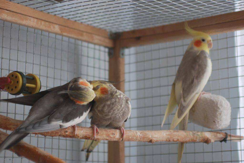 Сколько лет живут попугаи «кореллы» в домашних условиях